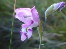 Gladiolus inflatus ballerina inspiration